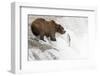 Brown (Grizzly) Bear about to Catch a Leaping Salmon-Hal Beral-Framed Photographic Print