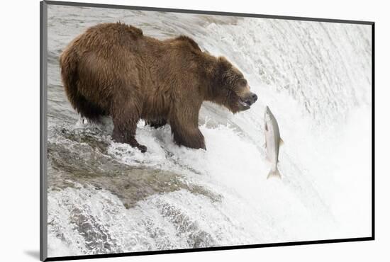 Brown (Grizzly) Bear about to Catch a Leaping Salmon-Hal Beral-Mounted Photographic Print