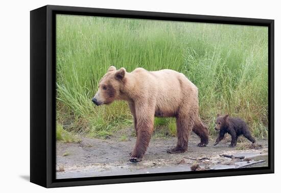 Brown (Grizzly) Bear Mother and Cub-Hal Beral-Framed Stretched Canvas