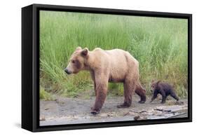 Brown (Grizzly) Bear Mother and Cub-Hal Beral-Framed Stretched Canvas