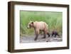 Brown (Grizzly) Bear Mother and Cub-Hal Beral-Framed Photographic Print