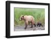 Brown (Grizzly) Bear Mother and Cub-Hal Beral-Framed Photographic Print