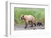 Brown (Grizzly) Bear Mother and Cub-Hal Beral-Framed Photographic Print