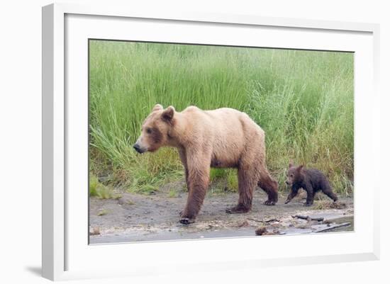 Brown (Grizzly) Bear Mother and Cub-Hal Beral-Framed Photographic Print