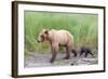 Brown (Grizzly) Bear Mother and Cub-Hal Beral-Framed Photographic Print