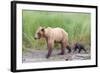 Brown (Grizzly) Bear Mother and Cub-Hal Beral-Framed Photographic Print