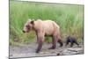 Brown (Grizzly) Bear Mother and Cub-Hal Beral-Mounted Photographic Print