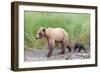 Brown (Grizzly) Bear Mother and Cub-Hal Beral-Framed Photographic Print