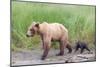 Brown (Grizzly) Bear Mother and Cub-Hal Beral-Mounted Photographic Print