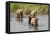 Brown(Grizzly) Bear Mother and Two Year Old Cubs-Hal Beral-Framed Stretched Canvas