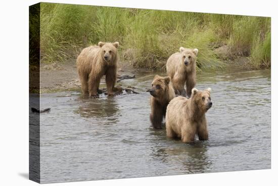 Brown(Grizzly) Bear Mother and Two Year Old Cubs-Hal Beral-Stretched Canvas