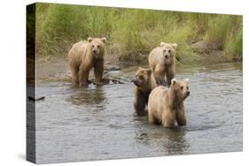 Brown(Grizzly) Bear Mother and Two Year Old Cubs-Hal Beral-Stretched Canvas