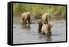 Brown(Grizzly) Bear Mother and Two Year Old Cubs-Hal Beral-Framed Stretched Canvas