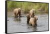 Brown(Grizzly) Bear Mother and Two Year Old Cubs-Hal Beral-Framed Stretched Canvas