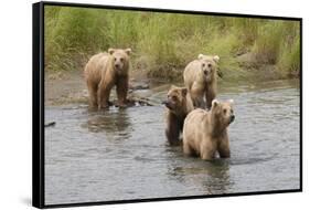 Brown(Grizzly) Bear Mother and Two Year Old Cubs-Hal Beral-Framed Stretched Canvas