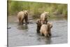 Brown(Grizzly) Bear Mother and Two Year Old Cubs-Hal Beral-Stretched Canvas