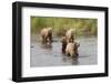 Brown(Grizzly) Bear Mother and Two Year Old Cubs-Hal Beral-Framed Premium Photographic Print