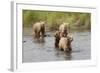 Brown(Grizzly) Bear Mother and Two Year Old Cubs-Hal Beral-Framed Photographic Print