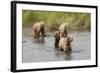 Brown(Grizzly) Bear Mother and Two Year Old Cubs-Hal Beral-Framed Photographic Print