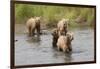 Brown(Grizzly) Bear Mother and Two Year Old Cubs-Hal Beral-Framed Photographic Print