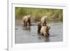 Brown(Grizzly) Bear Mother and Two Year Old Cubs-Hal Beral-Framed Photographic Print