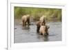 Brown(Grizzly) Bear Mother and Two Year Old Cubs-Hal Beral-Framed Photographic Print