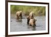 Brown(Grizzly) Bear Mother and Two Year Old Cubs-Hal Beral-Framed Photographic Print