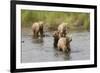 Brown(Grizzly) Bear Mother and Two Year Old Cubs-Hal Beral-Framed Photographic Print