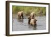 Brown(Grizzly) Bear Mother and Two Year Old Cubs-Hal Beral-Framed Photographic Print