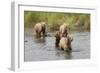 Brown(Grizzly) Bear Mother and Two Year Old Cubs-Hal Beral-Framed Photographic Print