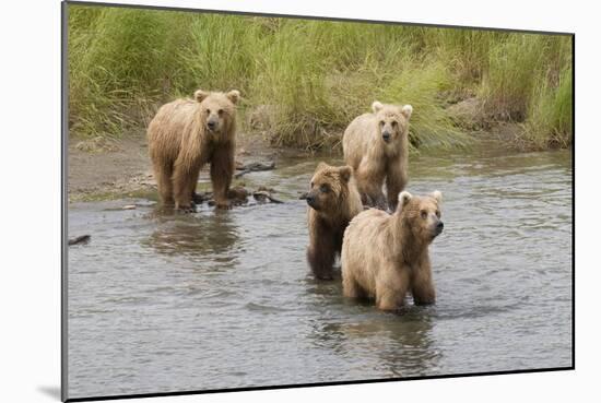 Brown(Grizzly) Bear Mother and Two Year Old Cubs-Hal Beral-Mounted Photographic Print