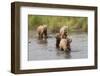 Brown(Grizzly) Bear Mother and Two Year Old Cubs-Hal Beral-Framed Photographic Print