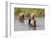 Brown(Grizzly) Bear Mother and Two Year Old Cubs-Hal Beral-Framed Photographic Print