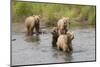 Brown(Grizzly) Bear Mother and Two Year Old Cubs-Hal Beral-Mounted Photographic Print
