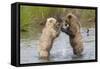 Brown (Grizzly) Bears Fighting over a Fish-Hal Beral-Framed Stretched Canvas