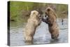 Brown (Grizzly) Bears Fighting over a Fish-Hal Beral-Stretched Canvas