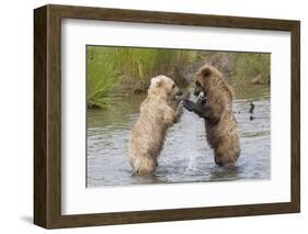 Brown (Grizzly) Bears Fighting over a Fish-Hal Beral-Framed Photographic Print