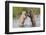 Brown (Grizzly) Bears Fighting over a Fish-Hal Beral-Framed Photographic Print