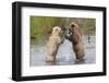 Brown (Grizzly) Bears Fighting over a Fish-Hal Beral-Framed Photographic Print