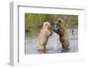 Brown (Grizzly) Bears Fighting over a Fish-Hal Beral-Framed Photographic Print