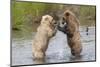 Brown (Grizzly) Bears Fighting over a Fish-Hal Beral-Mounted Photographic Print