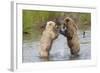 Brown (Grizzly) Bears Fighting over a Fish-Hal Beral-Framed Photographic Print