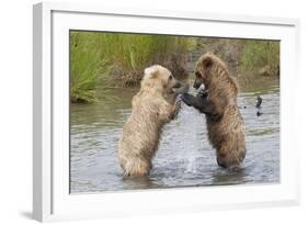 Brown (Grizzly) Bears Fighting over a Fish-Hal Beral-Framed Photographic Print