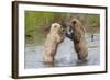 Brown (Grizzly) Bears Fighting over a Fish-Hal Beral-Framed Photographic Print