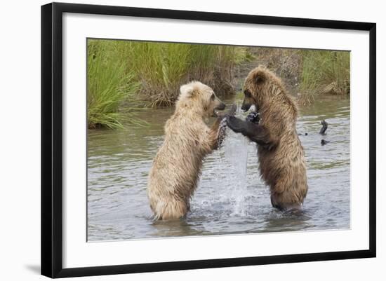 Brown (Grizzly) Bears Fighting over a Fish-Hal Beral-Framed Photographic Print