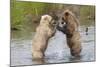 Brown (Grizzly) Bears Fighting over a Fish-Hal Beral-Mounted Photographic Print