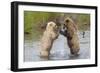 Brown (Grizzly) Bears Fighting over a Fish-Hal Beral-Framed Photographic Print