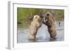 Brown (Grizzly) Bears Fighting over a Fish-Hal Beral-Framed Photographic Print