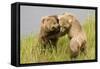 Brown (Grizzly) Bears Play Fighting-Hal Beral-Framed Stretched Canvas