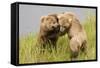 Brown (Grizzly) Bears Play Fighting-Hal Beral-Framed Stretched Canvas